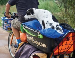 Dog on a bike