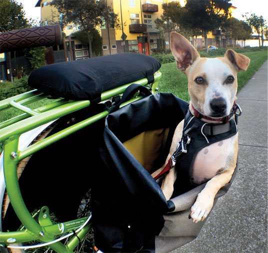 Dog on a bike